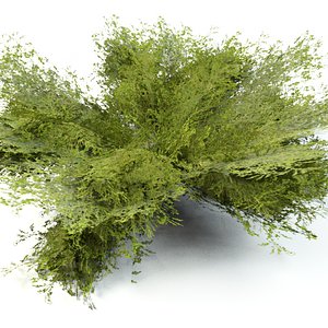 Growing Bush