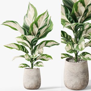 Plants collection 1063 model