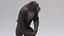 3D Chimpanzee RIGGED model