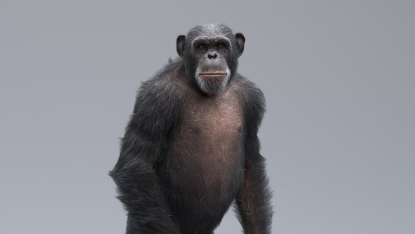 3D Chimpanzee RIGGED Model - TurboSquid 1904801