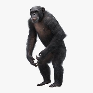3D Chimpanzee RIGGED model