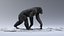 3D Chimpanzee RIGGED model