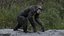 3D Chimpanzee RIGGED model