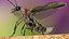 Photinus Pyralis Standing Pose
