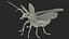 Photinus Pyralis Standing Pose