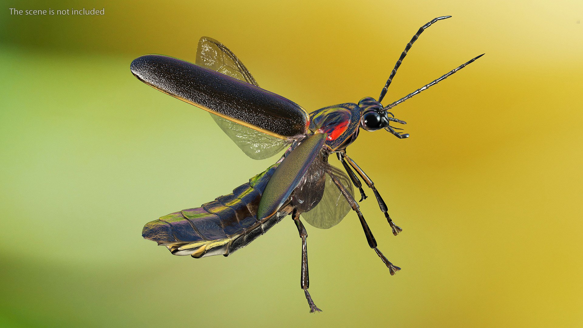 3D Photinus Pyralis Standing Pose TurboSquid 2170502