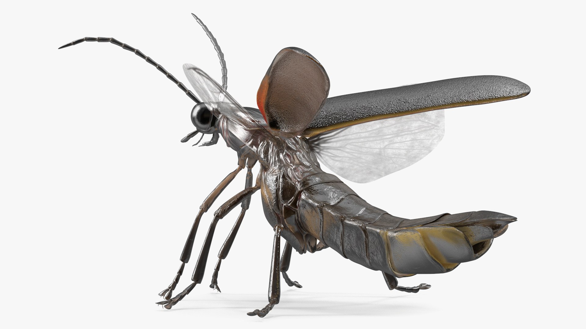 3D Photinus Pyralis Standing Pose https://p.turbosquid.com/ts-thumb/UH/Z8RVit/OG/photinuspyralisstandingpose3dsmodel013/jpg/1703833905/1920x1080/fit_q87/095d543879e90aa3811a8ec2d3fdb48015d262b0/photinuspyralisstandingpose3dsmodel013.jpg