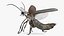 Photinus Pyralis Standing Pose