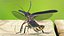 Photinus Pyralis Standing Pose