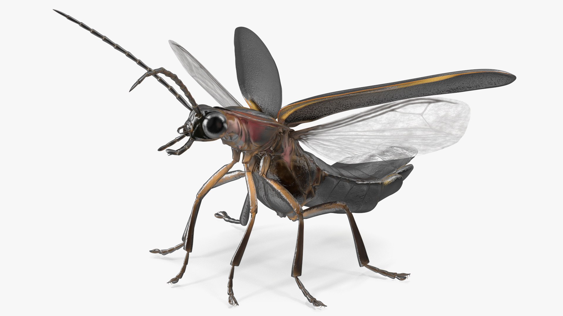 3D Photinus Pyralis Standing Pose https://p.turbosquid.com/ts-thumb/UH/Z8RVit/Zp/photinuspyralisstandingpose3dsmodel010/jpg/1703833893/1920x1080/fit_q87/d5a46a5280f54080736e60e47b88f60a944e9f16/photinuspyralisstandingpose3dsmodel010.jpg