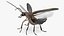 Photinus Pyralis Standing Pose
