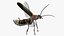 Photinus Pyralis Standing Pose