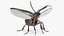 Photinus Pyralis Standing Pose