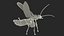 Photinus Pyralis Standing Pose