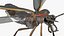 Photinus Pyralis Standing Pose