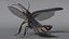 Photinus Pyralis Standing Pose