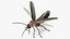 Photinus Pyralis Standing Pose