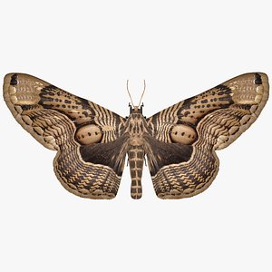 Animated Owl Moth Flight Rigged 3D model