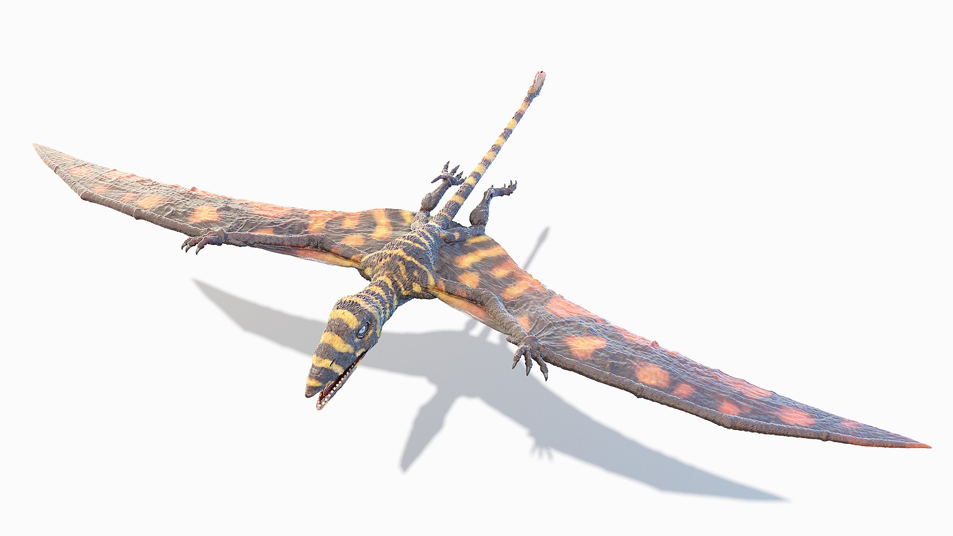 Peteinosaurus Static model https://p.turbosquid.com/ts-thumb/UH/bPLYJt/5I/peteinosaurus0001/jpg/1653212069/1920x1080/fit_q87/1fae1b236fc8dd97e40a44bed295c7ccf59ada50/peteinosaurus0001.jpg