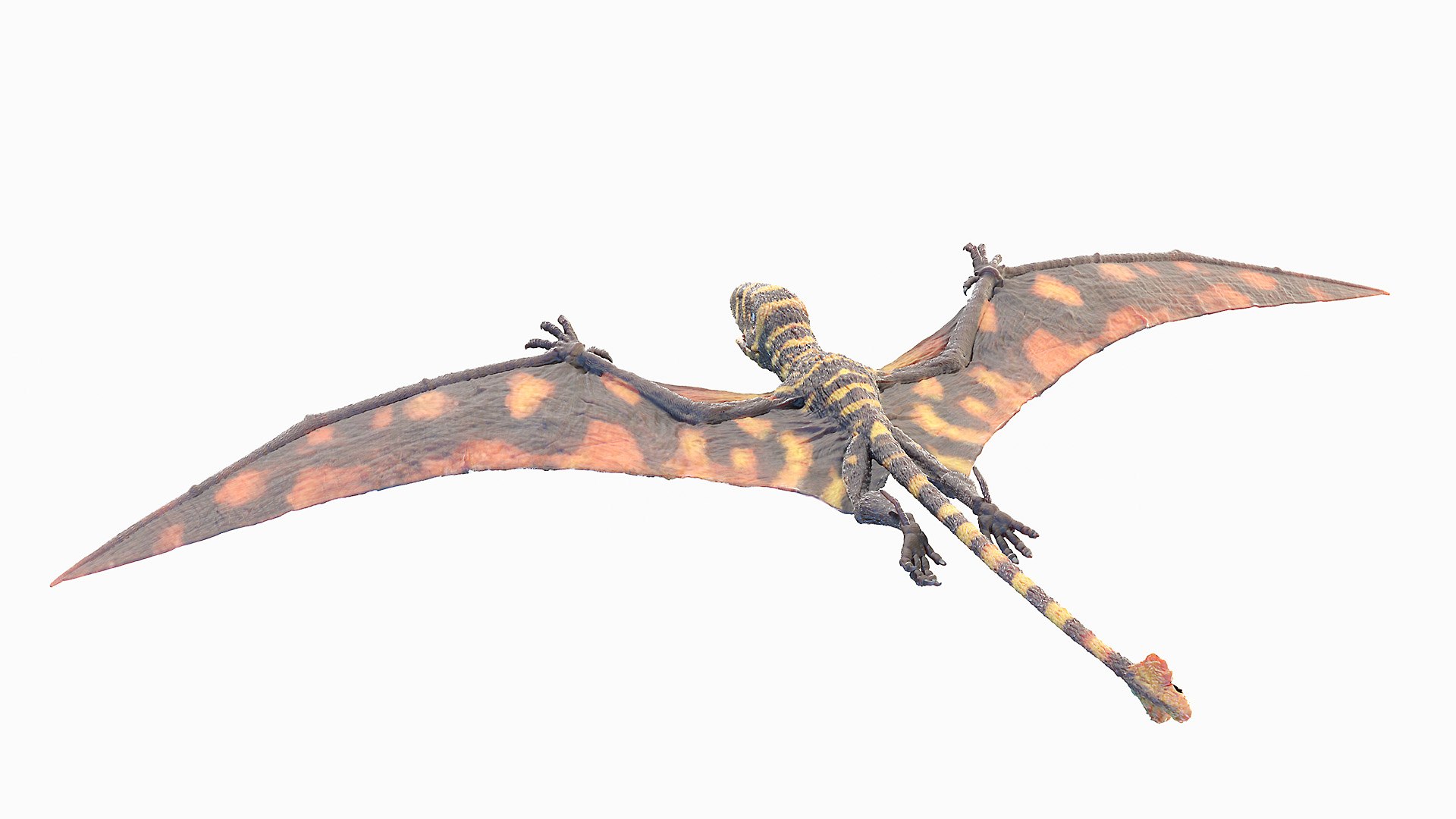 Peteinosaurus Static model https://p.turbosquid.com/ts-thumb/UH/bPLYJt/7i/peteinosaurus0002/jpg/1653212066/1920x1080/fit_q87/8134e550746f91328cef33e14b3f20bdba998158/peteinosaurus0002.jpg