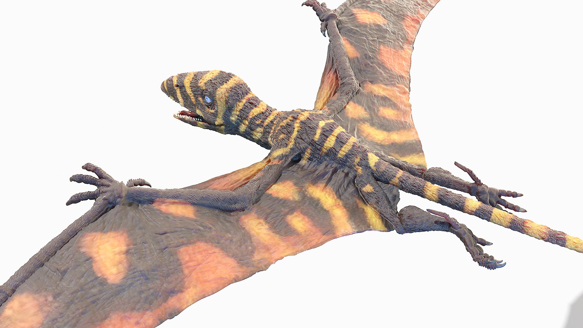 Peteinosaurus Static model https://p.turbosquid.com/ts-thumb/UH/bPLYJt/si/peteinosaurus0004/jpg/1653212067/1920x1080/fit_q87/2350827a44036508bcb28ad80a6720dfe6656328/peteinosaurus0004.jpg