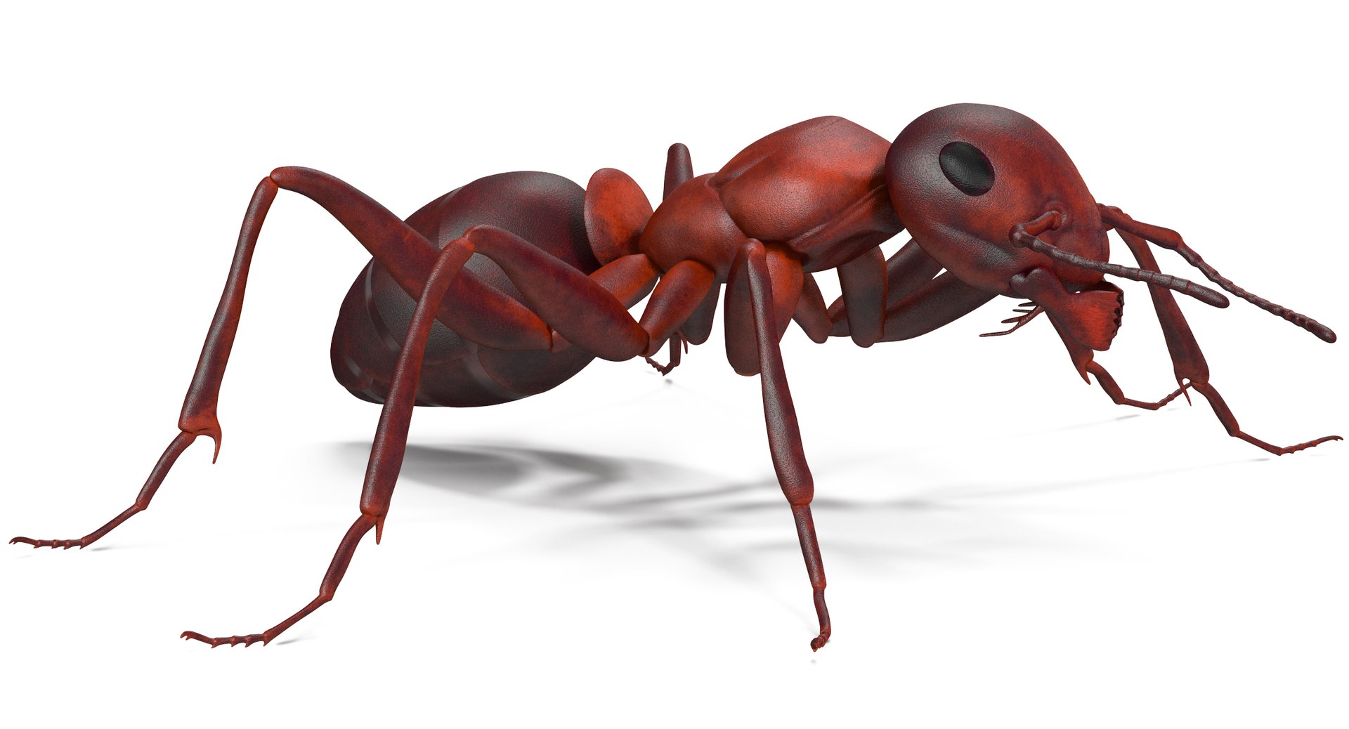 ant pose 1 3d model https://p.turbosquid.com/ts-thumb/UH/hUjIph/3G8f6wIG/angles_001/jpg/1487354209/1920x1080/fit_q87/5eb32e4017bde9534d1ba8b2b5f5154f0c7520a8/angles_001.jpg