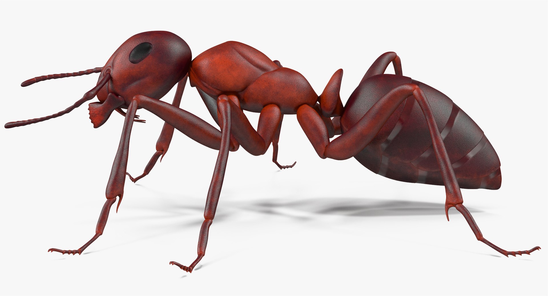 ant pose 1 3d model https://p.turbosquid.com/ts-thumb/UH/hUjIph/AWG9gzga/angles_016/jpg/1487355028/1920x1080/fit_q87/e42ad0a476a05d2a99524ab55a804be9107804fe/angles_016.jpg