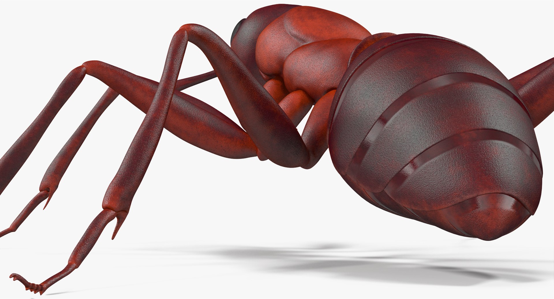 ant pose 1 3d model https://p.turbosquid.com/ts-thumb/UH/hUjIph/RPFx82C8/angles_009/jpg/1487355028/1920x1080/fit_q87/16ab942b0d676d0ec3457c3e432546c3836dd864/angles_009.jpg