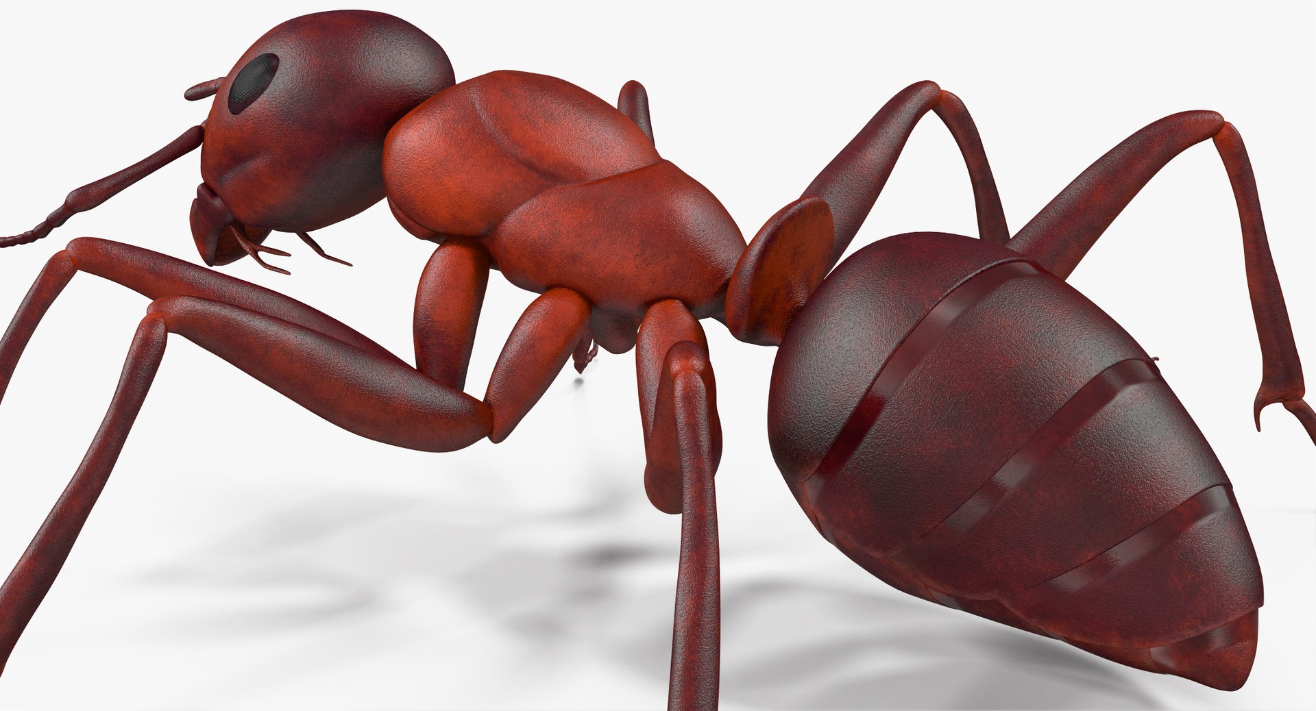ant pose 1 3d model https://p.turbosquid.com/ts-thumb/UH/hUjIph/rbuxg4G0/angles_010/jpg/1487355028/1920x1080/fit_q87/a5cb54913405db758f81cf7b040cd9cae1811249/angles_010.jpg
