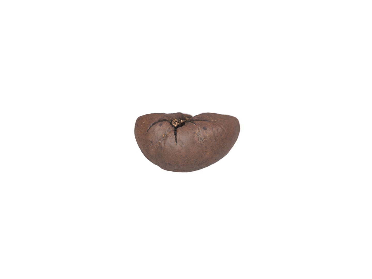 photorealistic scanned 3D model https://p.turbosquid.com/ts-thumb/UH/oop1Bt/1AtNmUiE/06_coffeebean01_bottom/jpg/1583967720/1920x1080/fit_q87/e7366f9571670fb67a7bcfcc1f99b957bc092382/06_coffeebean01_bottom.jpg
