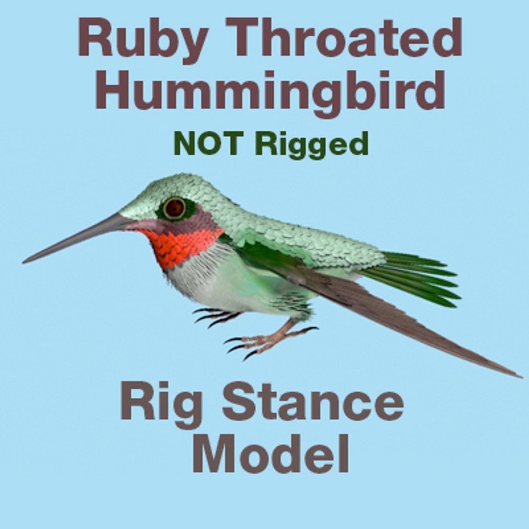 3d ruby throated hummingbird rig lightwave
