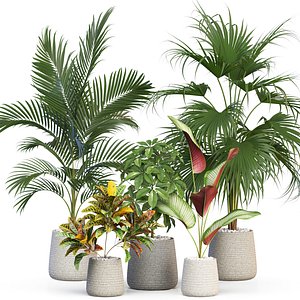 Plants collection 634 3D model