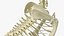 Dog Skeletal Anatomy with Translucent Shell Sitting Pose