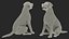 Dog Skeletal Anatomy with Translucent Shell Sitting Pose