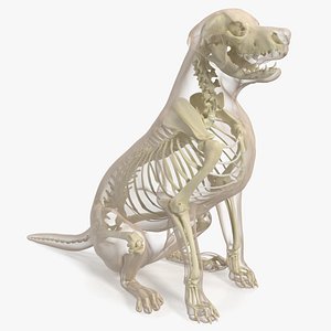 Dog Skeletal Anatomy with Translucent Shell Sitting Pose 3D model