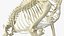 Dog Skeletal Anatomy with Translucent Shell Sitting Pose