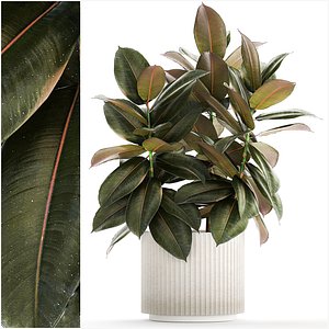 Small tree in a modern white pot Ficus elastica 1466