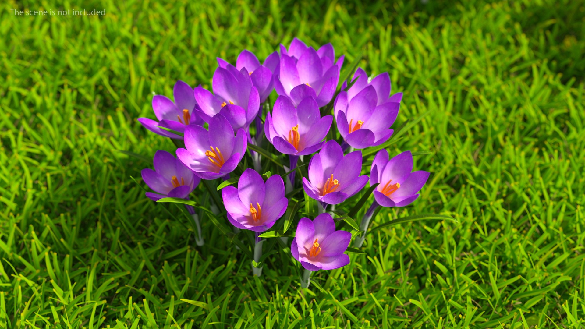 3D Crocus Flowers https://p.turbosquid.com/ts-thumb/UI/H16exy/BM/crocusflowers3dsmodel004/jpg/1678741926/1920x1080/fit_q87/bff7ce7bcd1183b4ea84e5f523a40b80aa0557e8/crocusflowers3dsmodel004.jpg