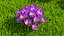 Krokus-Blumen