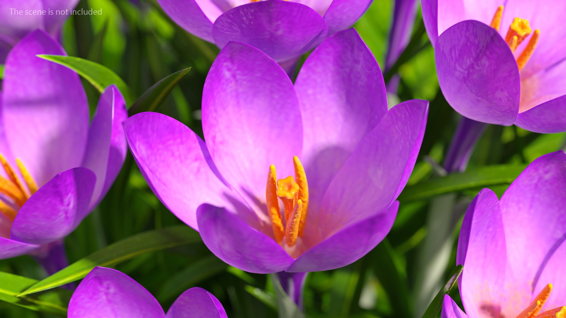 3D Crocus Flowers https://p.turbosquid.com/ts-thumb/UI/H16exy/Bs/crocusflowers3dsmodel002/jpg/1678741919/1920x1080/fit_q87/2c2802351d994f8fa0d7f8a9037b043dbbe783bc/crocusflowers3dsmodel002.jpg