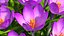Krokus-Blumen