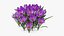 Purple Flowering Plants Collection 5