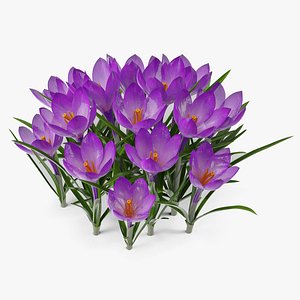 3D Crocus Flowers