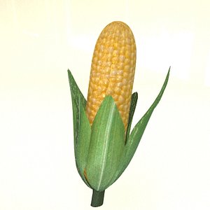 corn cob 3d model