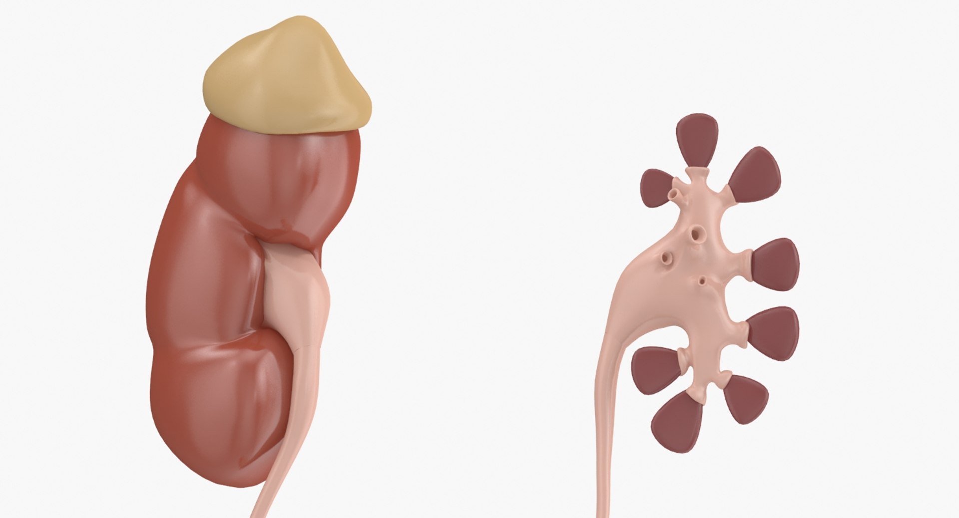 reproductive urinary 3d max https://p.turbosquid.com/ts-thumb/UI/LClT1D/H8gzlapy/3/jpg/1477554519/1920x1080/fit_q87/025ae089115fd75c25329de534426ae5b231955f/3.jpg