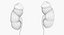Мочевая и репродуктивная система