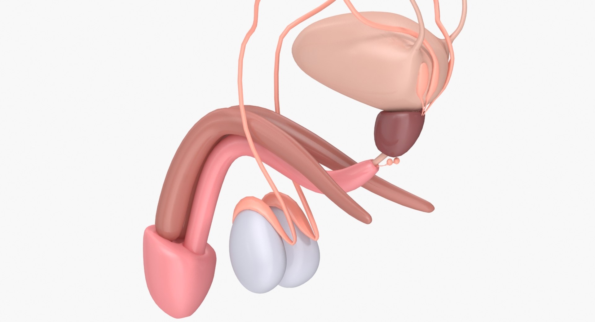reproductive urinary 3d max https://p.turbosquid.com/ts-thumb/UI/LClT1D/ZLsGrm20/4/jpg/1477554389/1920x1080/fit_q87/cb8386e8f460a0cc501aa8274133ead1def59ded/4.jpg