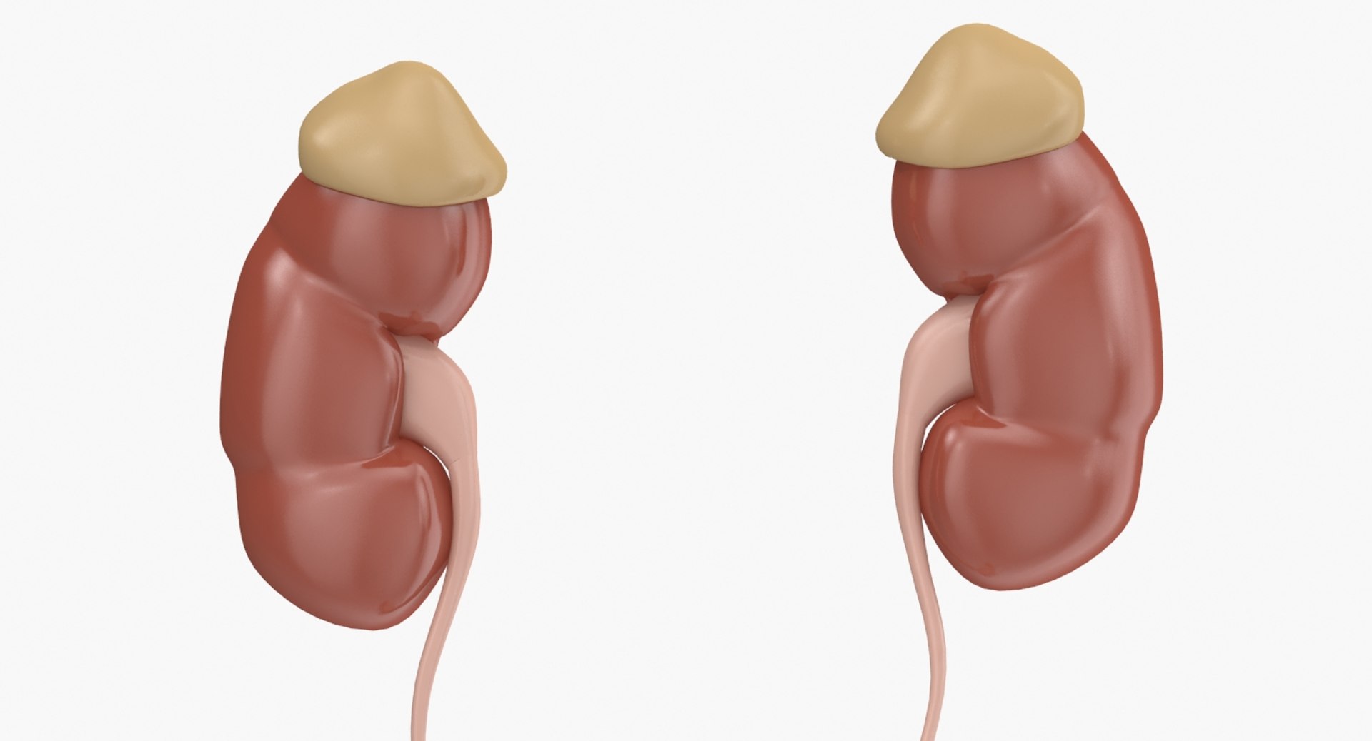 reproductive urinary 3d max https://p.turbosquid.com/ts-thumb/UI/LClT1D/bxYn9Wlh/2/jpg/1477554510/1920x1080/fit_q87/bb9967d91b4c0202a603335f1fdbadd6368ea3df/2.jpg