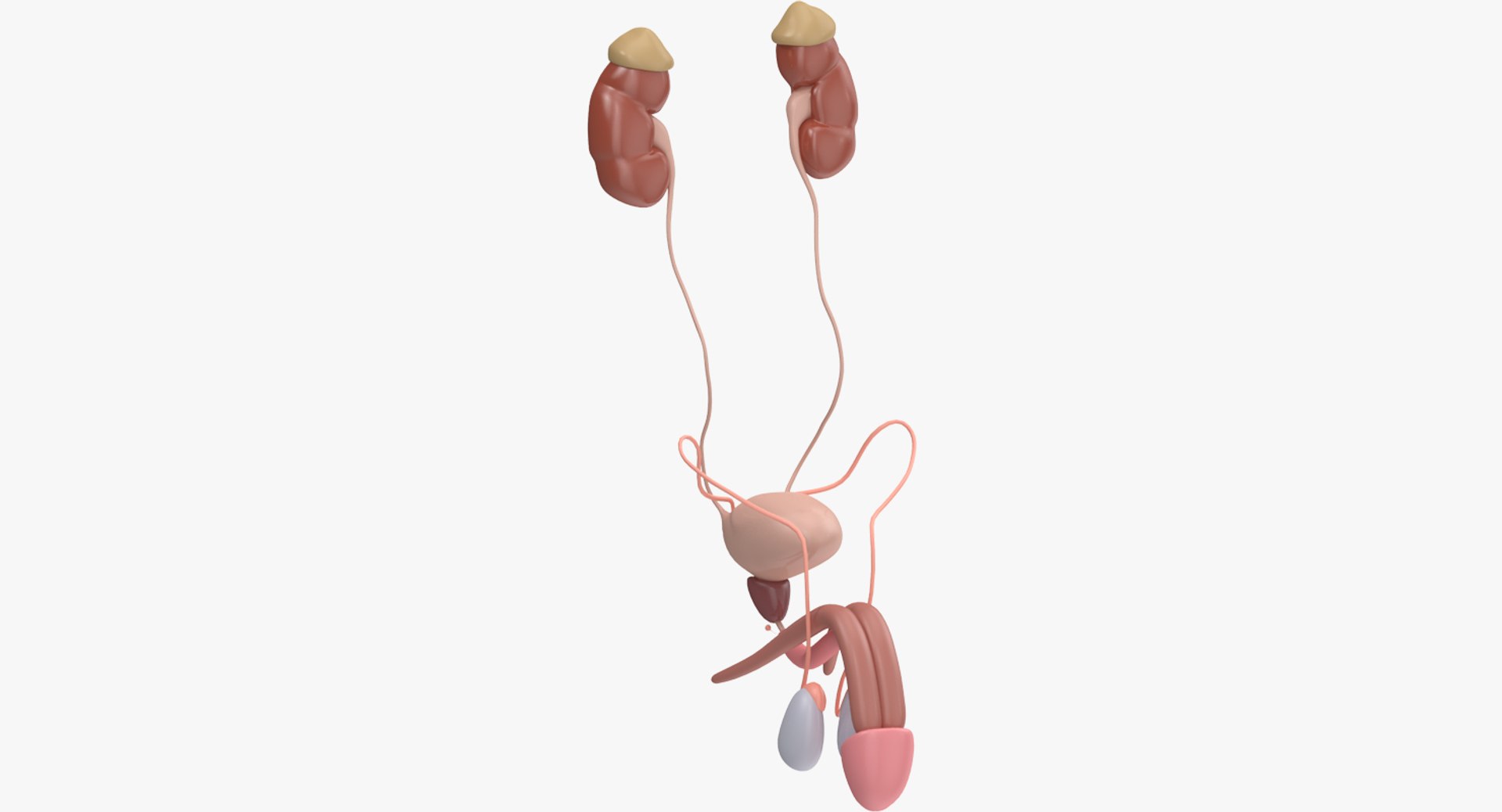 reproductive urinary 3d max https://p.turbosquid.com/ts-thumb/UI/LClT1D/jM2XgUPg/signature/jpg/1477554408/1920x1080/fit_q87/76c024a6ce0725bdee112519f3d1caa02c2523a8/signature.jpg