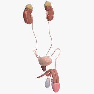reproductive urinary 3d max